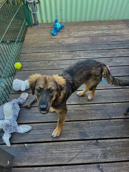 Azzura, femelle X berger née le 04/07/2025