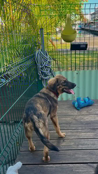 Azzura, femelle X berger née le 04/07/2025