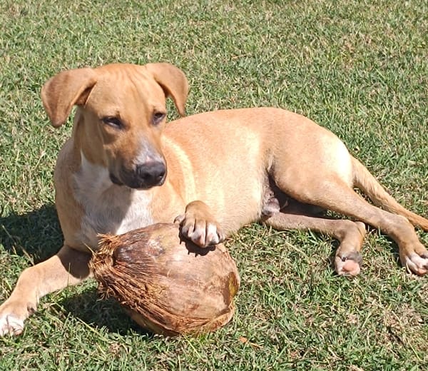 ATCHI, Mâle junior Berger Créole