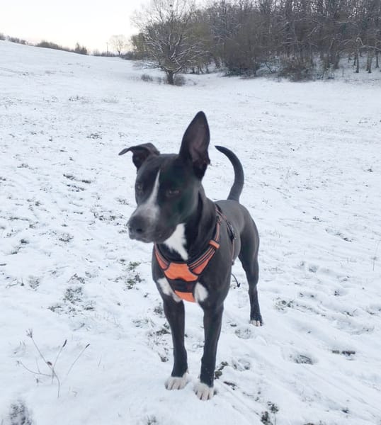 JEÏKO Mâle Berger créole junior