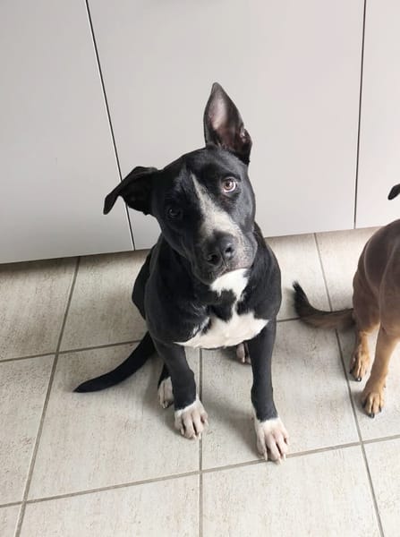 JEÏKO Mâle Berger créole junior