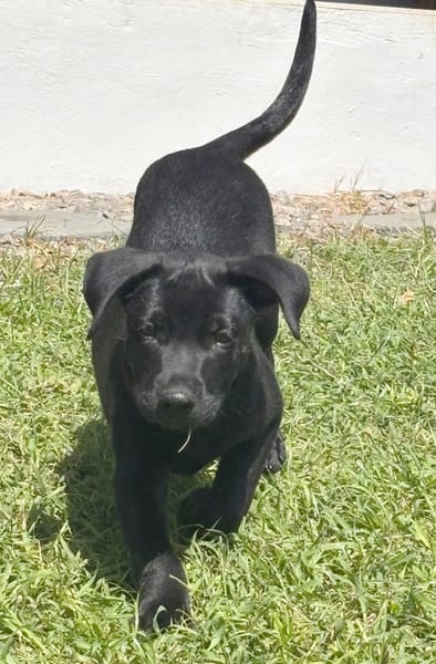LOCKY, Chiot mâle Croisé Labrador