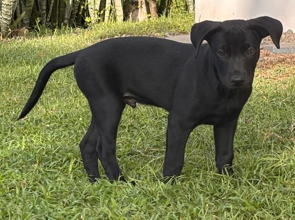 LOCKY, Chiot mâle Croisé Labrador