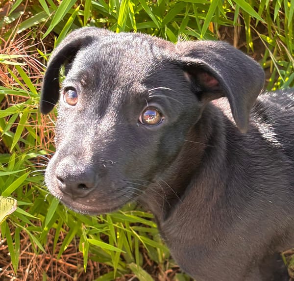 LOCKY, Chiot mâle Croisé Labrador