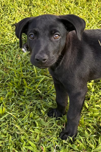 LOCKY, Chiot mâle Croisé Labrador