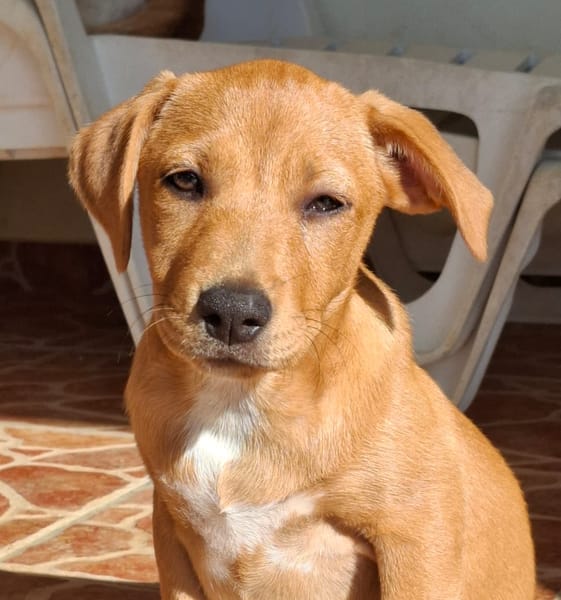 TABITHA, chiot Berger Créole femelle3