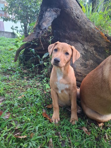 TABITHA, chiot Berger Créole femelle3