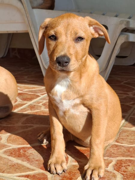 TABITHA, chiot Berger Créole femelle3