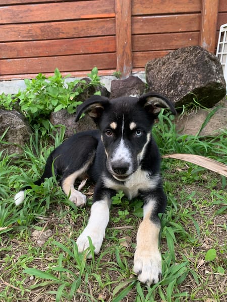 TOUPI, chiot Croisé Husky