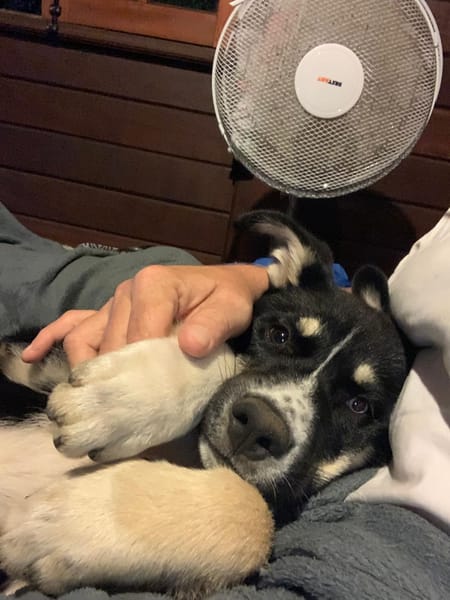 TOUPI, chiot Croisé Husky