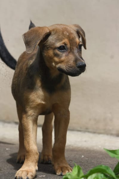 VERA, chiot femelle Berger Créole