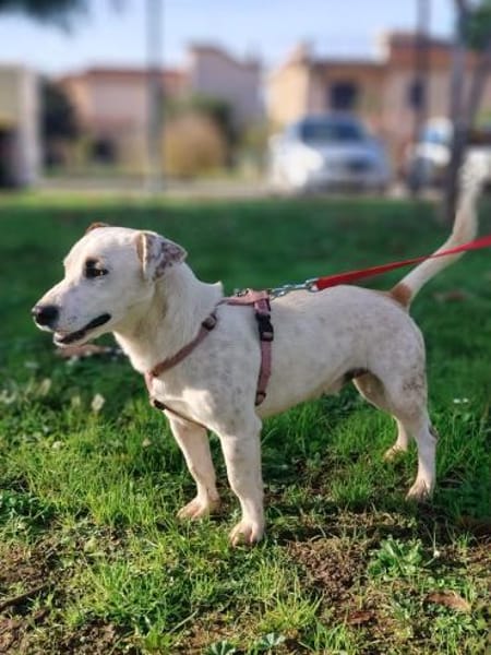 GIPSY 💚💚💚 sucht Für-immer-Zuhause