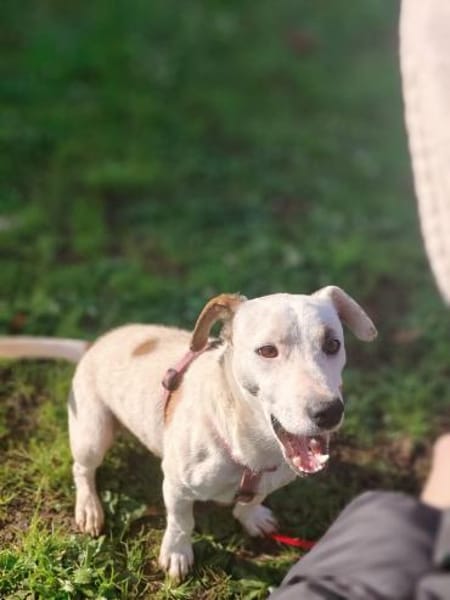 GIPSY 💚💚💚 sucht Für-immer-Zuhause