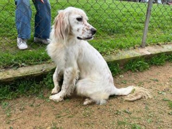 Anhängliche Schnee sucht Zuhause