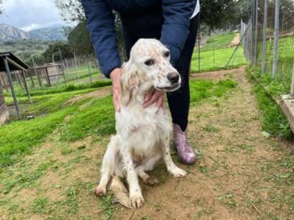 Anhängliche Schnee sucht Zuhause