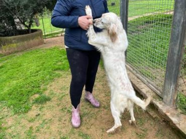 Anhängliche Schnee sucht Zuhause