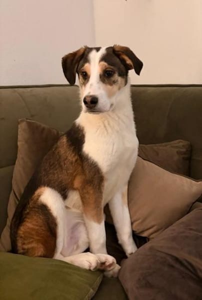 Süßer Dario möchte eine Familie