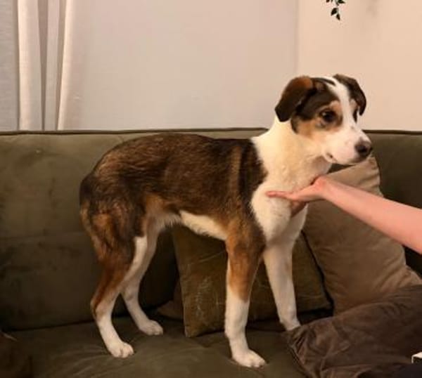 Süßer Dario möchte eine Familie