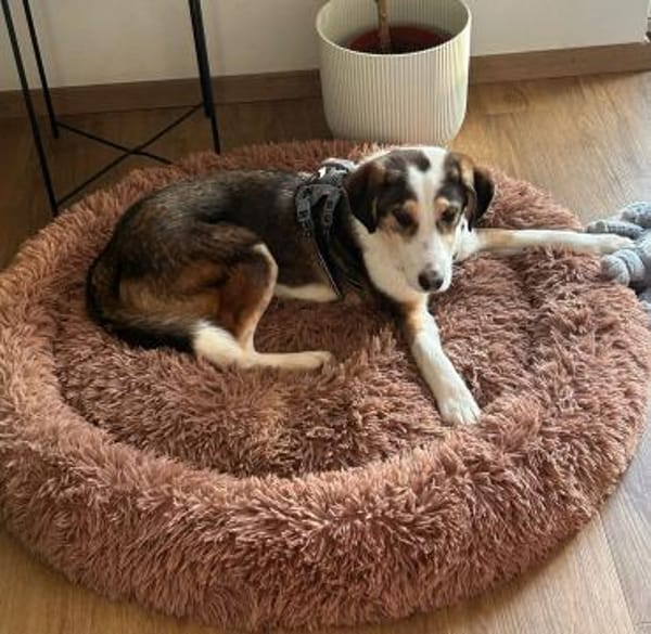 Süßer Dario möchte eine Familie