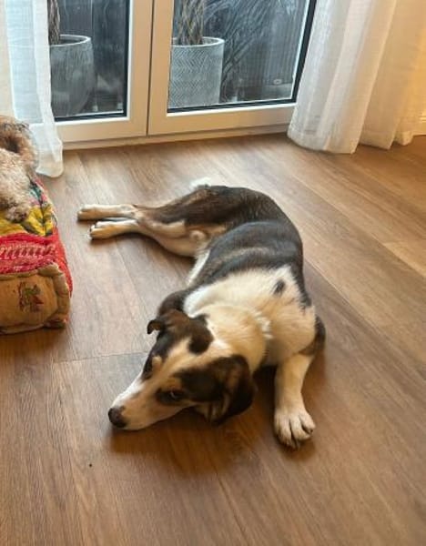 Süßer Dario möchte eine Familie