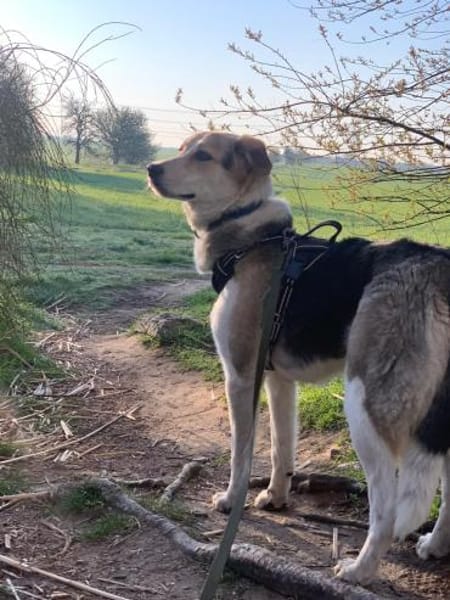 Mala sucht ruhige Familie