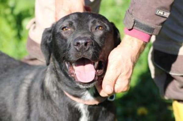 Bacalle - bildhübscher Jungrüde