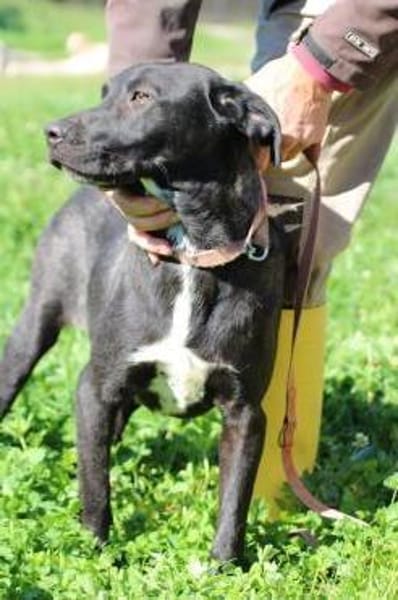 Bacalle - bildhübscher Jungrüde