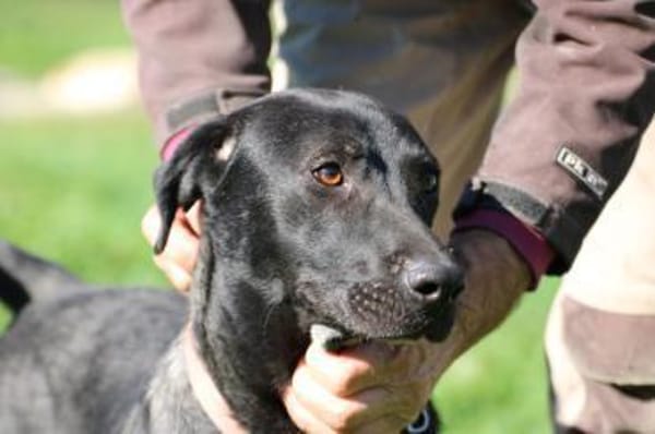 Bacalle - bildhübscher Jungrüde