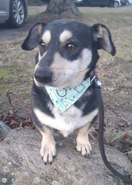 Adi - treue Seele auf kurzen Pfoten