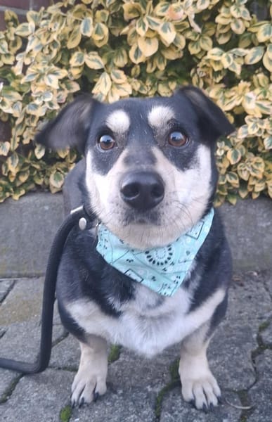 Adi - treue Seele auf kurzen Pfoten