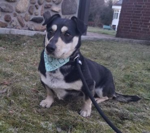 Adi - treue Seele auf kurzen Pfoten