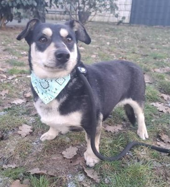 Adi - treue Seele auf kurzen Pfoten