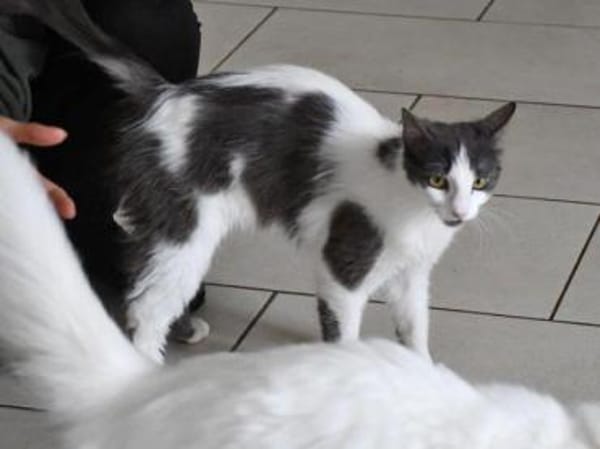 Zuckersüße Pioggia sucht Zuhause