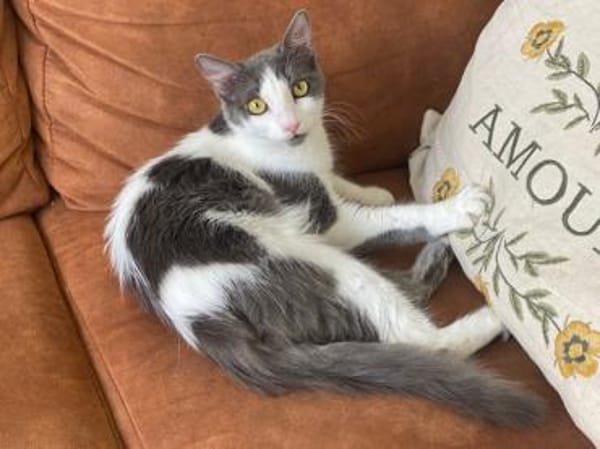 Zuckersüße Pioggia sucht Zuhause