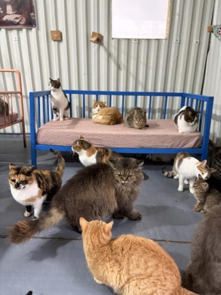 Viele arme Seelen suchen ein Zuhause