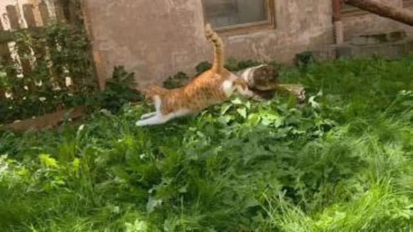 Süßer Entdecker Honey