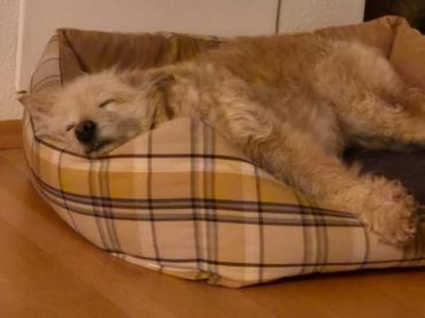 Stella 💚💚💚 sucht einfühlsame Menschen