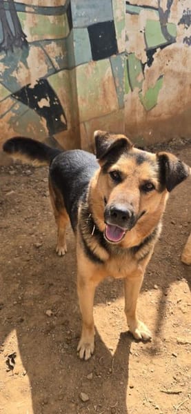 Oscar - dein Kumpel mit Teddy Charme