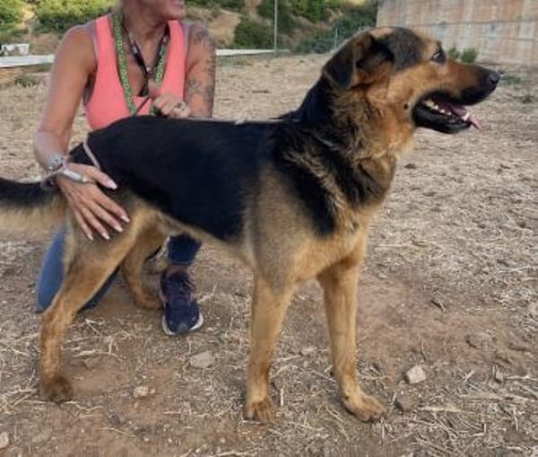 Oscar - dein Kumpel mit Teddy Charme