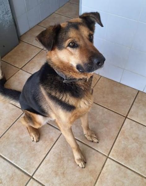 Oscar - dein Kumpel mit Teddy Charme