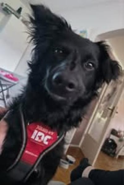 🐾 Emil sucht sein Für-immer-Zuhause 🐾