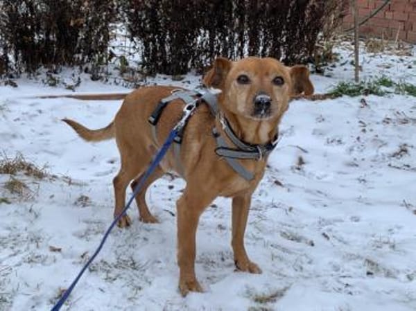 Unkomplizierter Fiocco sucht Zuhause