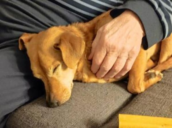 Unkomplizierter Fiocco sucht Zuhause