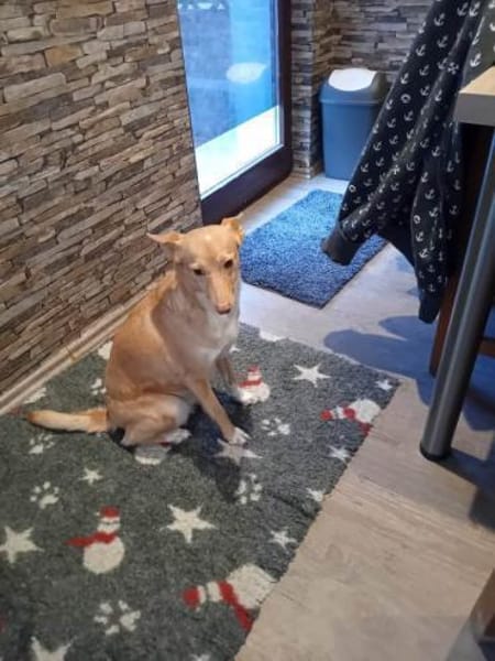 Raya ihre Vermittlung ist sehr dringend