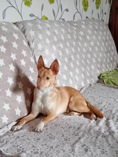 Raya ihre Vermittlung ist sehr dringend