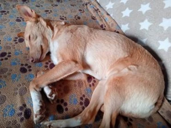 Raya ihre Vermittlung ist sehr dringend