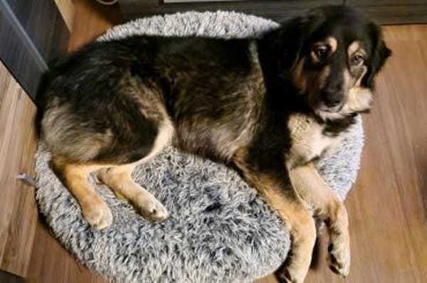 Aramis 💗 wartet in 50169 Kerpen