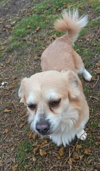 Szilvester liebenswerter Kerl