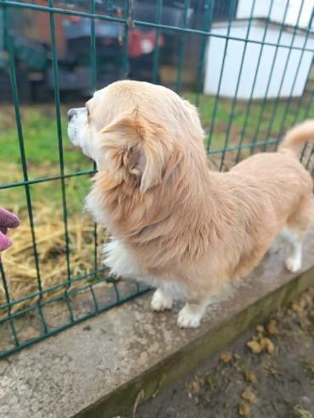 Szilvester liebenswerter Kerl