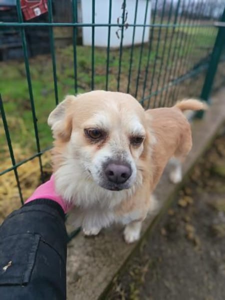 Szilvester liebenswerter Kerl